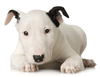 Bull Terrier Puppy Image